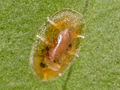 Coccus hesperidum